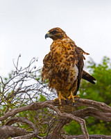 Galapagos Hawk