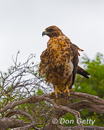 Galapagos Hawk