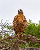 Galapagos Hawk
