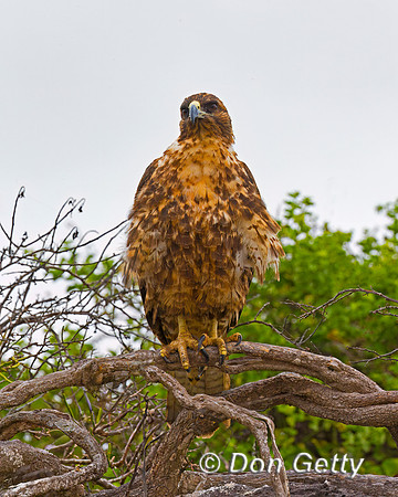 Galapagos Hawk