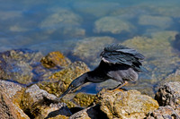Lava Heron