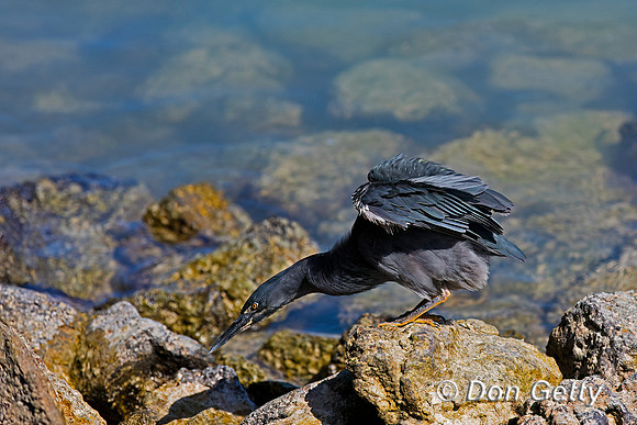 Lava Heron