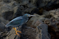 Lava Heron