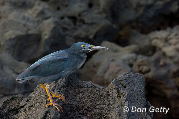Lava Heron