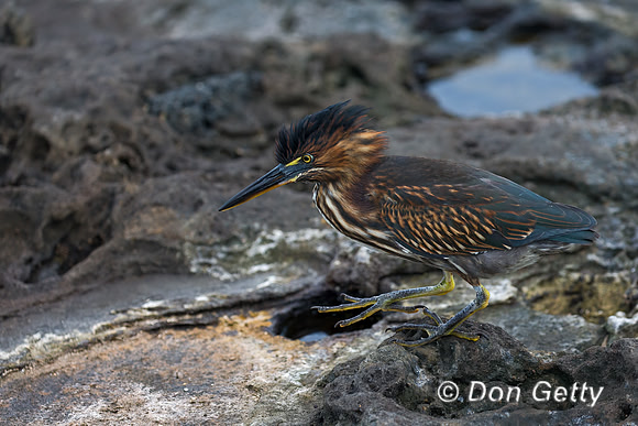 Striated Heron