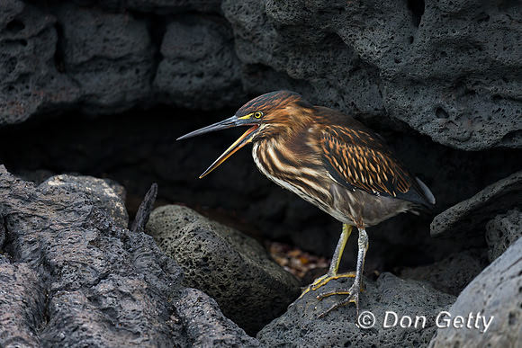 Striated Heron