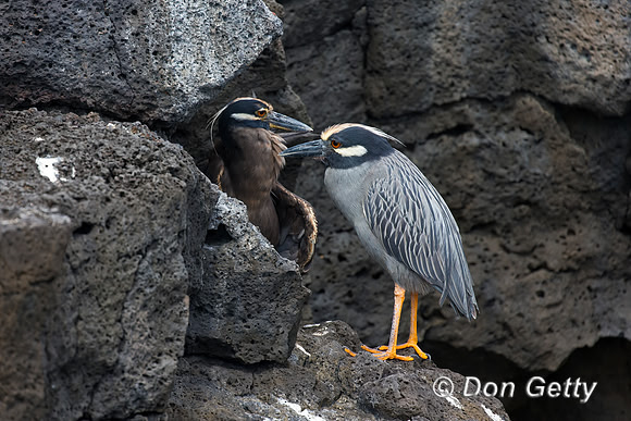 Yellow-crowned Night-heron