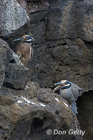 Yellow-crowned Night-heron