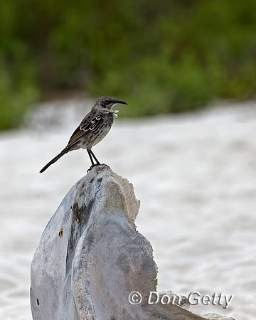 Galápagos Mockingbird