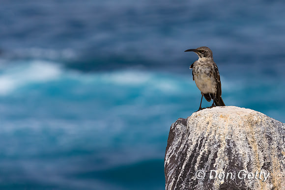 Galápagos Mockingbird