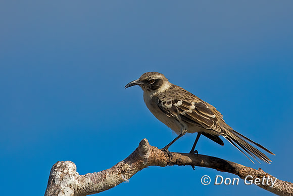 Galápagos Mockingbird