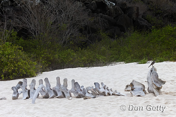 Galápagos Mockingbird