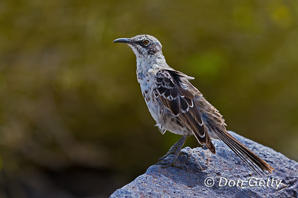 Galápagos Mockingbird