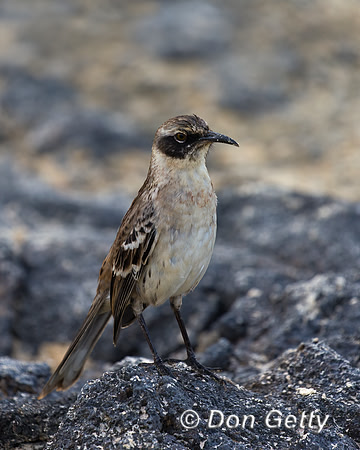 Galápagos Mockingbird