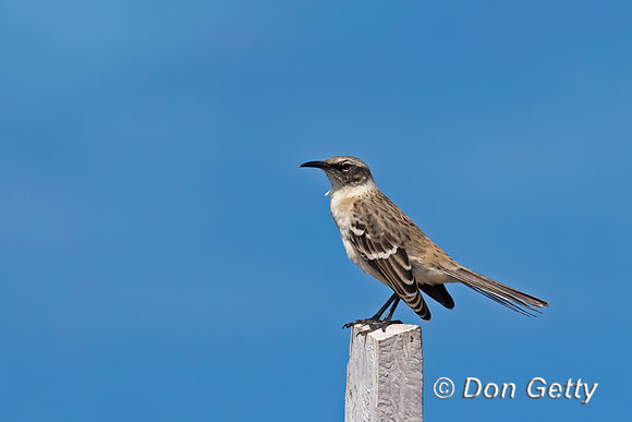Galápagos Mockingbird