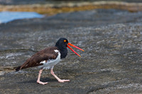 American Oystercatcher