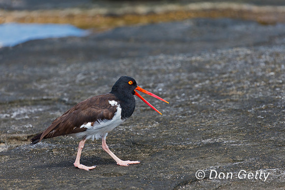 American Oystercatcher