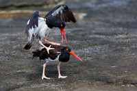 American Oystercatcher