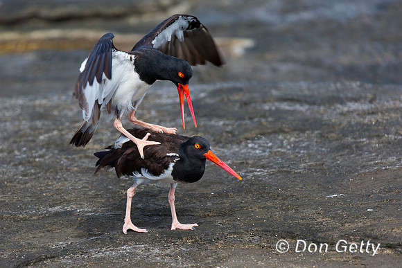 American Oystercatcher