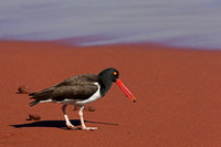 American Oystercatcher
