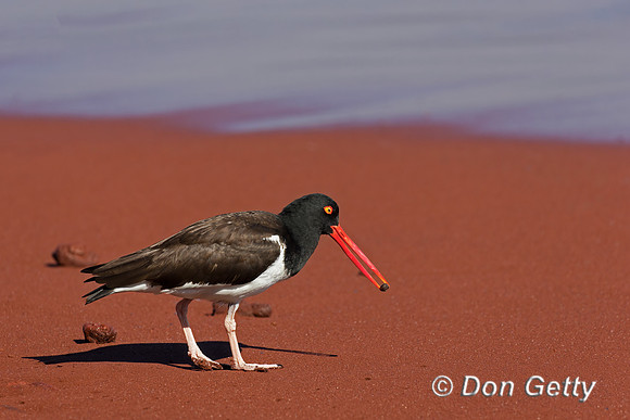 American Oystercatcher