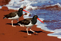American Oystercatcher