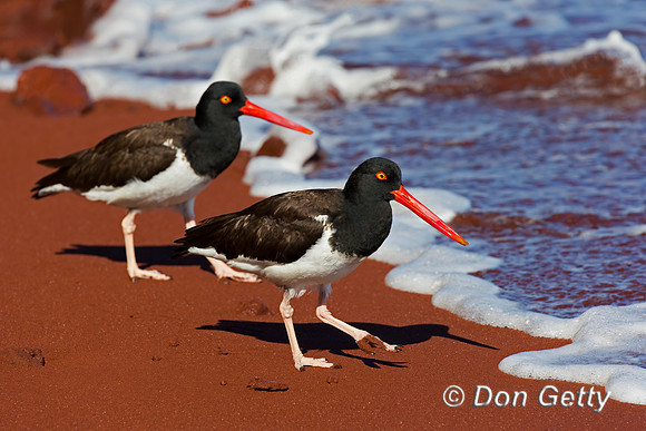 American Oystercatcher