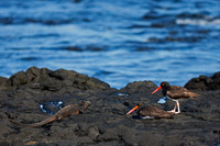 American Oystercatcher