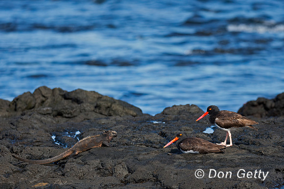 American Oystercatcher