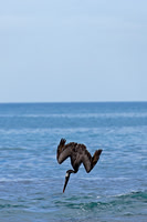 Brown Pelican