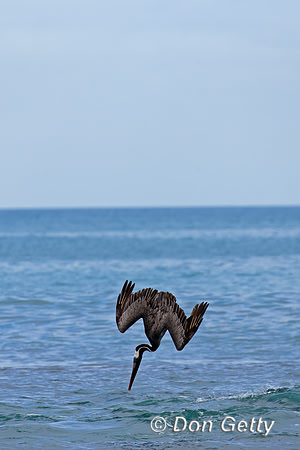 Brown Pelican