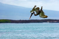 Brown Pelican