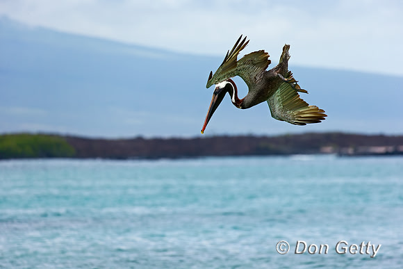 Brown Pelican