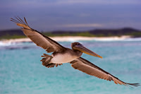 Brown Pelican