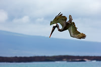 Brown Pelican