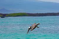 Brown Pelican