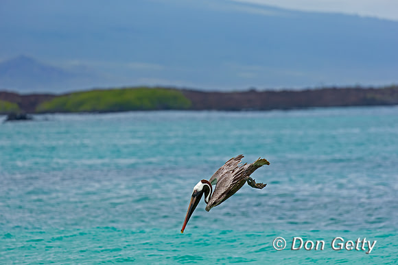 Brown Pelican