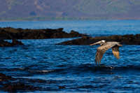 Brown Pelican