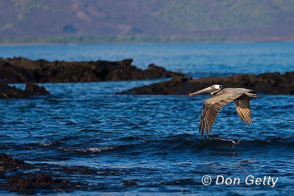 Brown Pelican