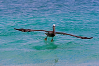 Brown Pelican