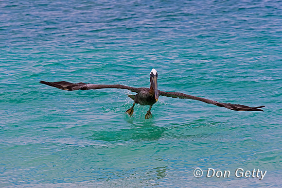 Brown Pelican
