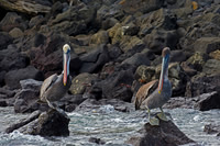 Brown Pelican