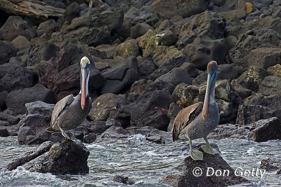 Brown Pelican