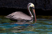 Brown Pelican