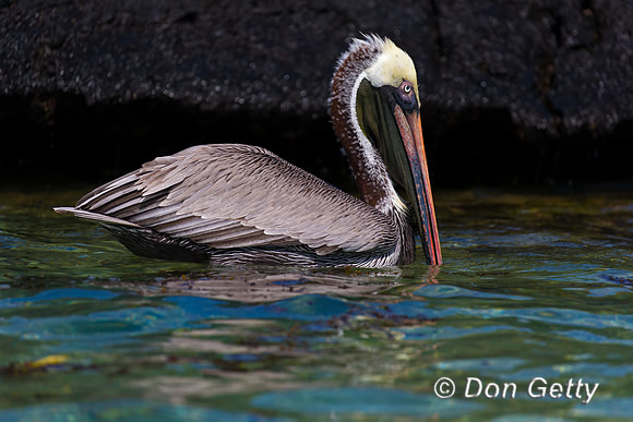 Brown Pelican
