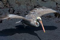 Brown Pelican