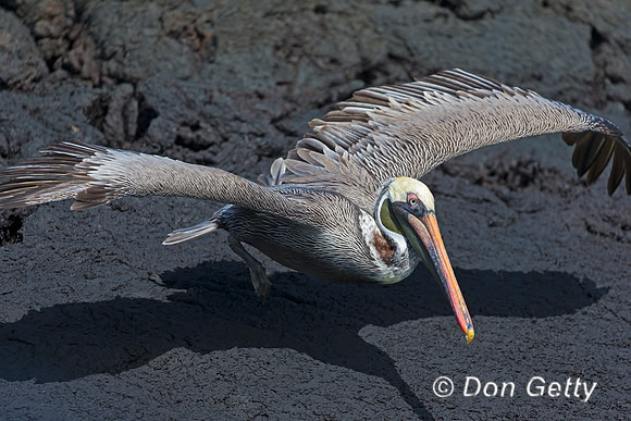 Brown Pelican