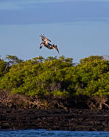 Brown Pelican
