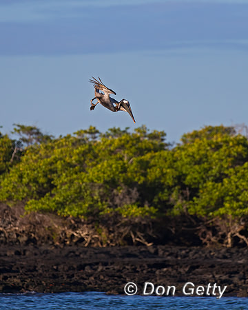 Brown Pelican