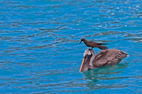 Brown Pelican